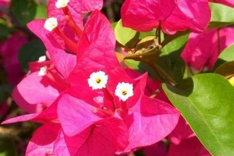 三角梅能浇硫酸亚铁吗