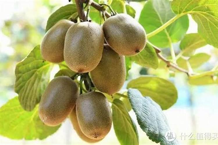 无花果施肥用什么肥料