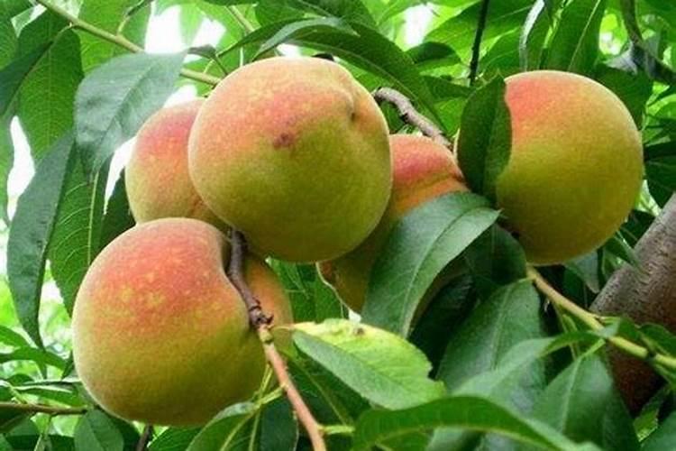 如何自制钾肥 自制钾肥用什么原料