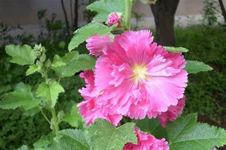 修剪下来的叶子是扔掉还是放进花盆作花肥呢？