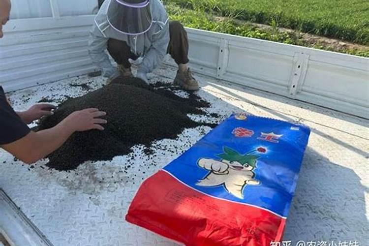 绿萝施肥方法,最好施加氮肥为主的肥料