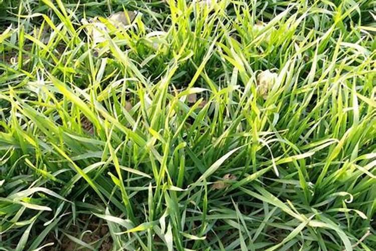 浇小麦返青水时用尿素好还是噻虫嗪药肥好？
