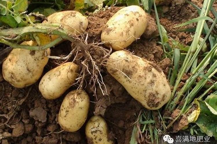 土豆怎么种植才能高产