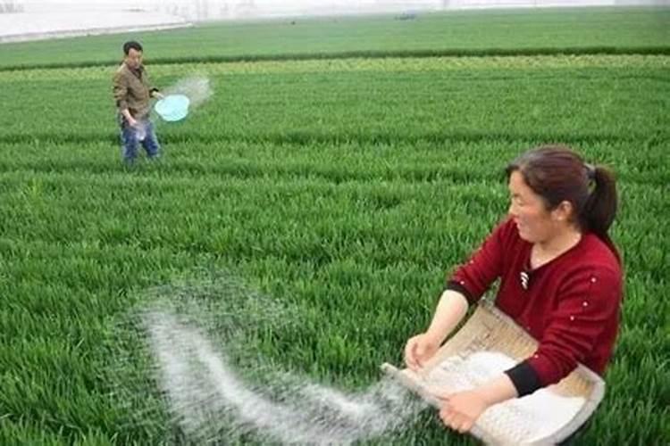 插秧是水稻还是小麦,插秧后什么时候开始追肥