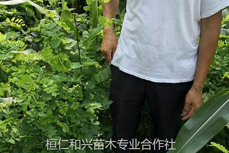 阳台可不可以种朱顶红 阳台是否可以种朱顶红