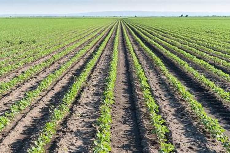 银法利和美甜可以复配吗