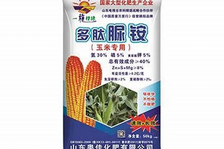 富贵竹可以水养吗