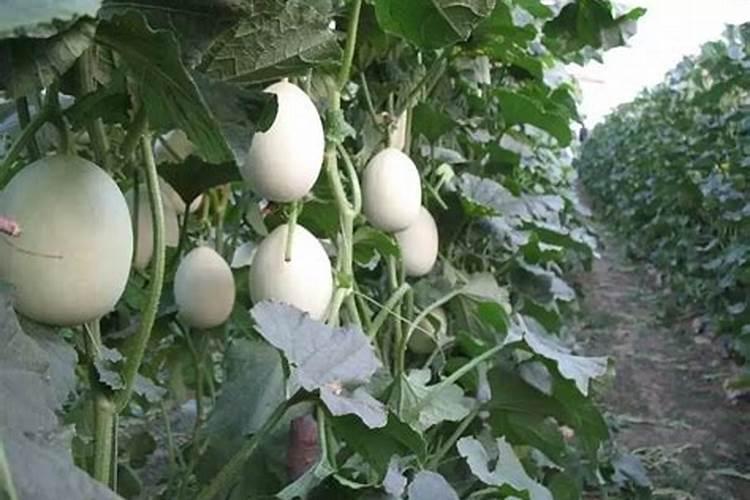 甜瓜苗什么时候可以打叶面肥