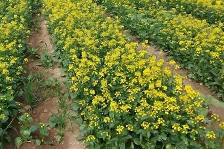 芸苔素能解肥害