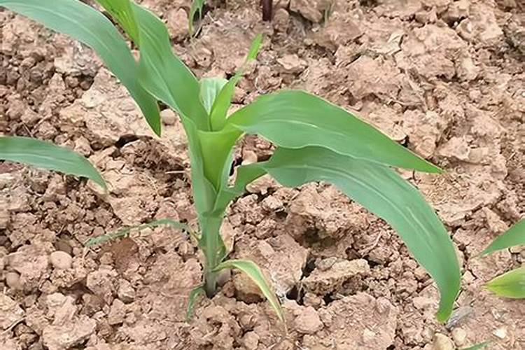 玉米地追两次尿素什么时候最好