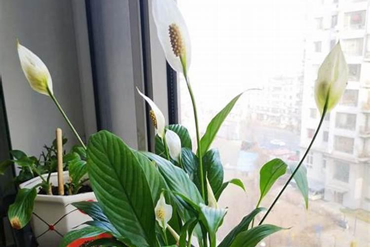 水溶肥执行标准是什么？