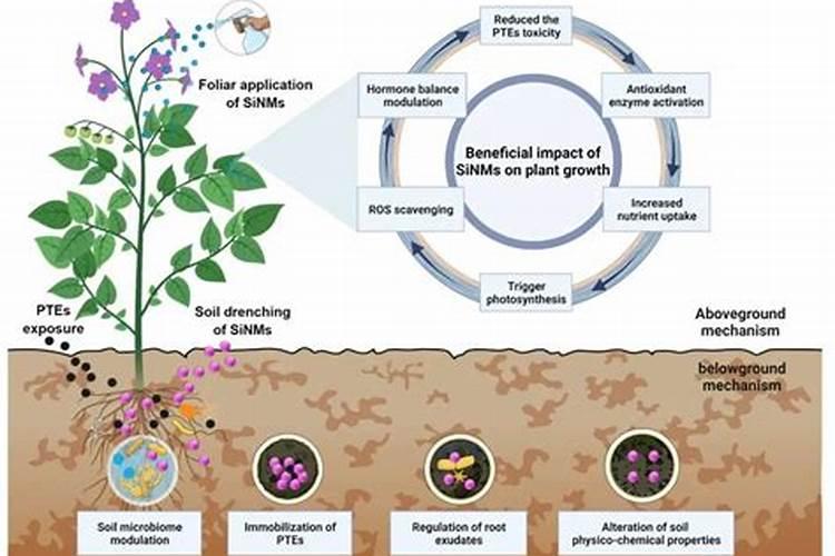 黄桃树什么时候施肥