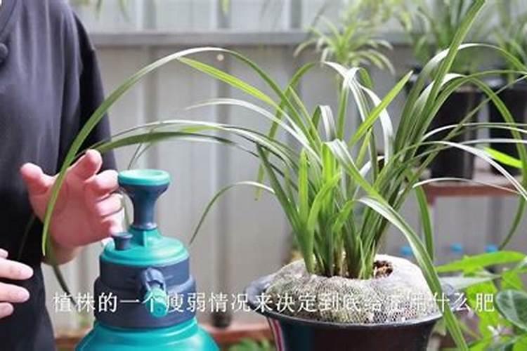 兰花喷什么叶面肥最好(兰花叶面肥喷施注意事项)
