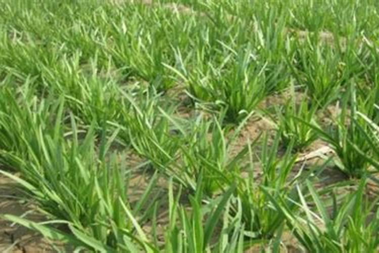 韭菜施肥的三大元素比例