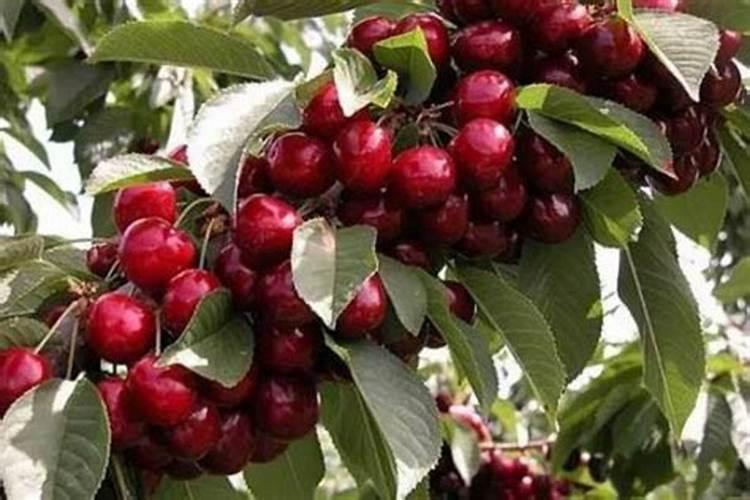 车厘子的叶面肥应该如何选择？有哪些增甜措施？