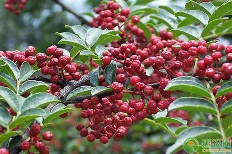 花椒树施什么肥