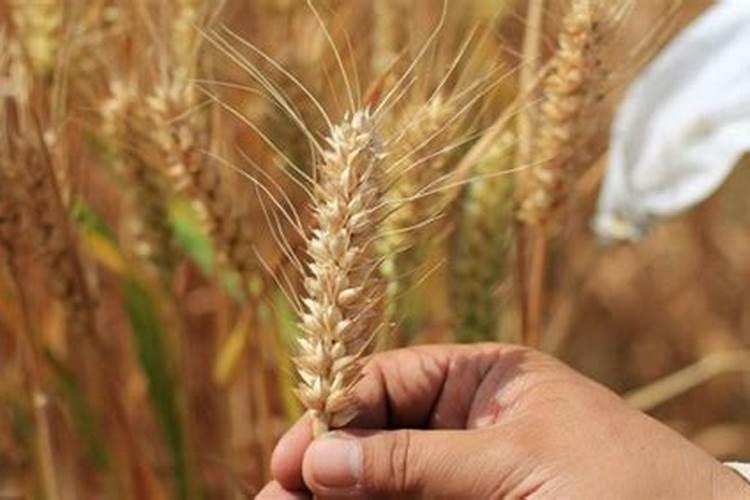 草莓叶子太茂盛要不剪掉一些？