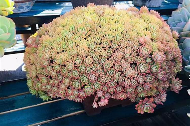 多肉植物要选择控释肥还是缓释肥