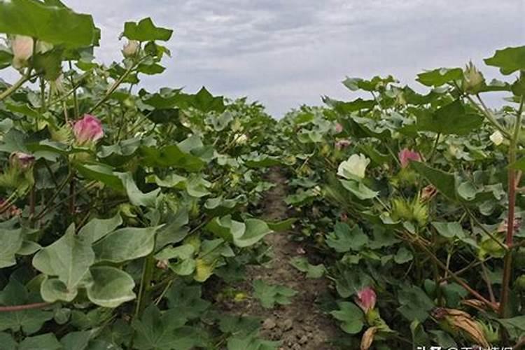 大量收购红薯杆做什么