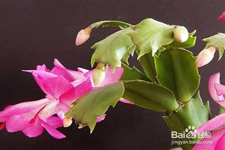 蟹爪兰的施肥方法