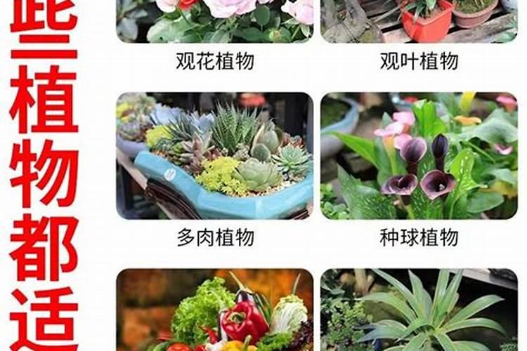 有机肥水浇花技巧