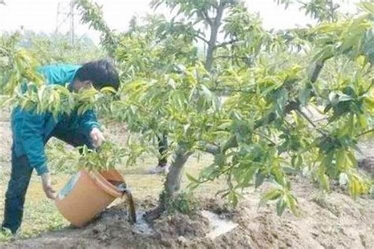 桃树施肥多了怎么办