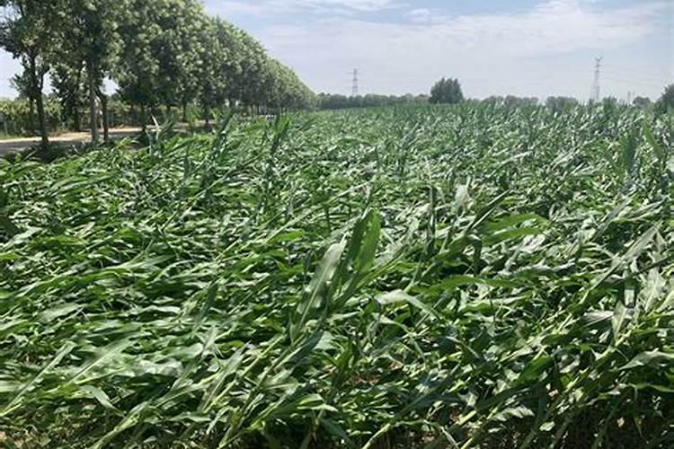 玉米倒伏的原因缺什么