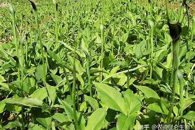 种植葡萄需要怎么施肥