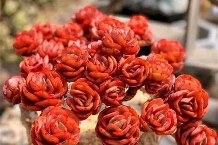 甲壳素腐植酸甲水容肥能用于大白菜吗？