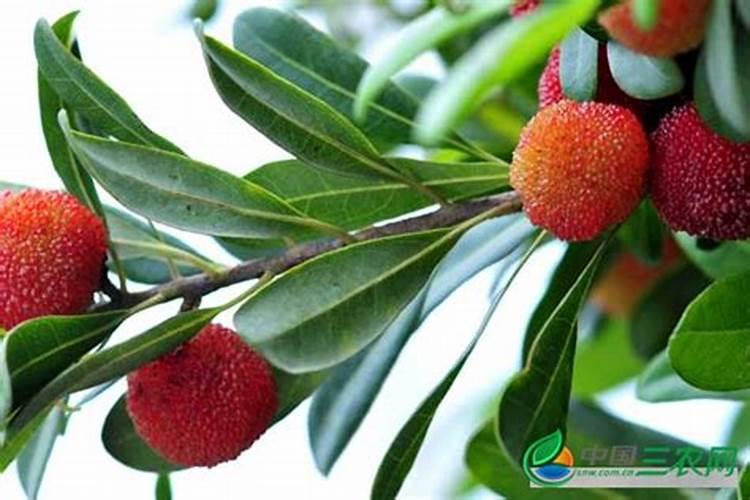 杨梅树的施肥时间