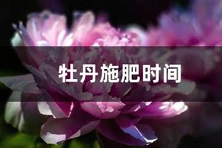 如何给牡丹施肥
