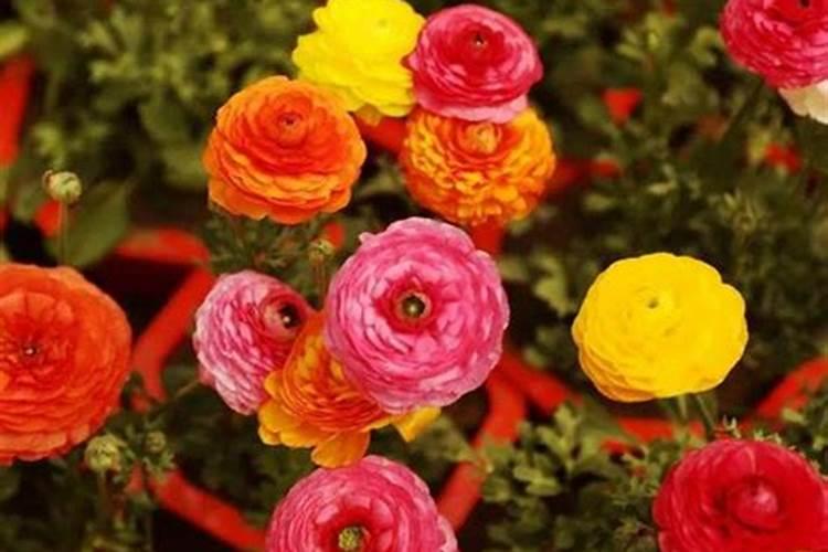 什么肥作用对植物开花