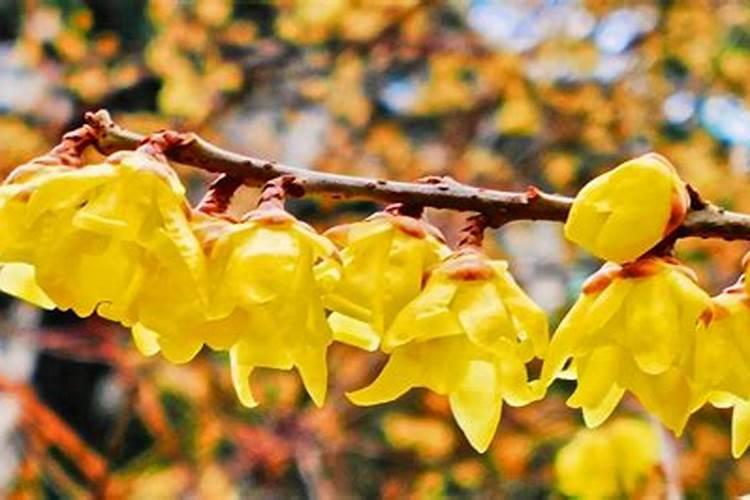 金边虎皮兰怎么施复合肥 夏天可以施肥吗