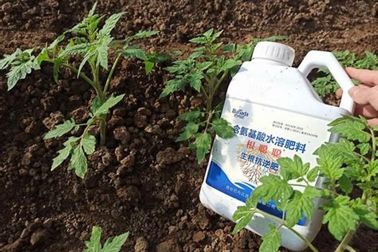 含氨基酸水溶肥长叶子吗