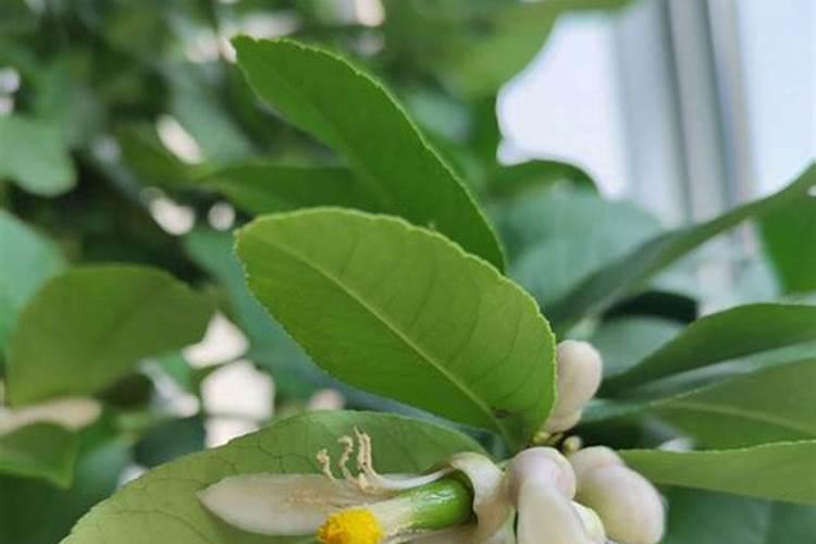 柠檬开花期间怎么施肥？