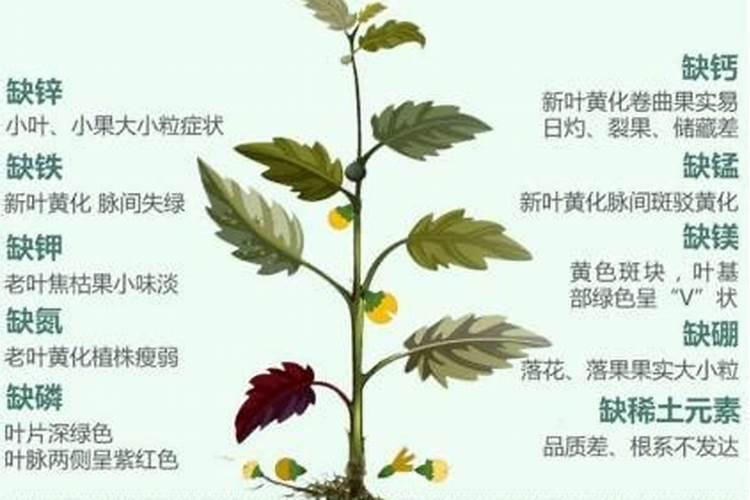 植物叶子发黄用什么肥,需及时的追施氮复合肥
