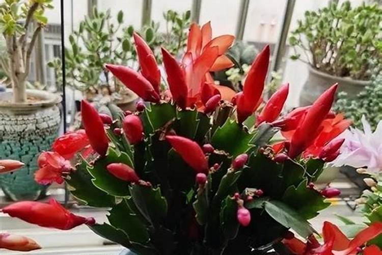 如何给茉莉花施肥