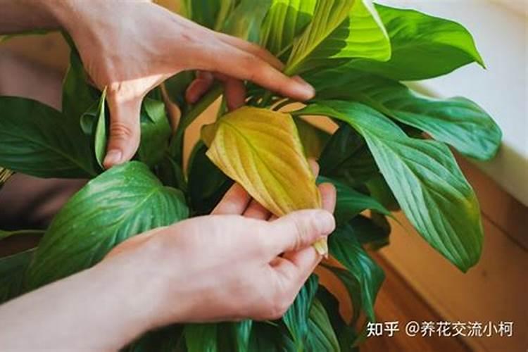 以色列海法在中国有几家公司