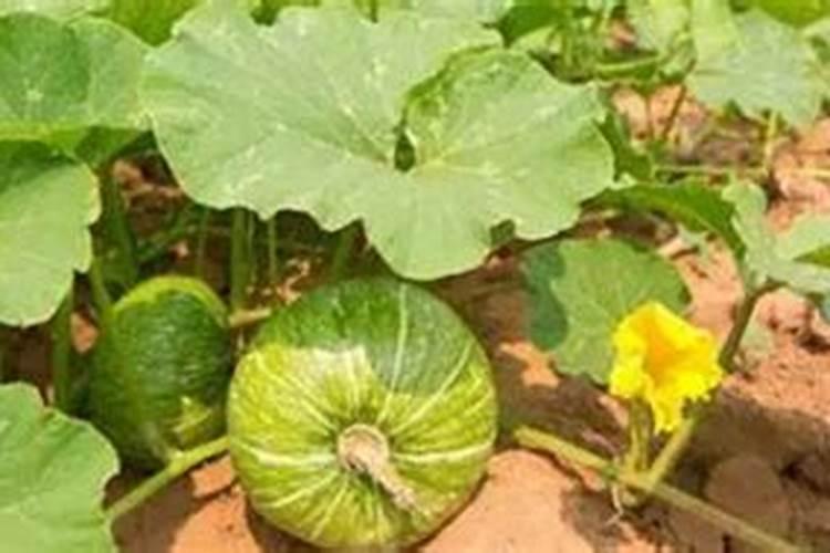 五彩面粉使用时的视觉效果怎么提升