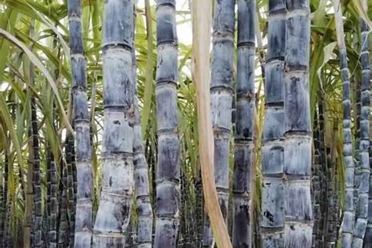 往玉米上喷施尿素好吗