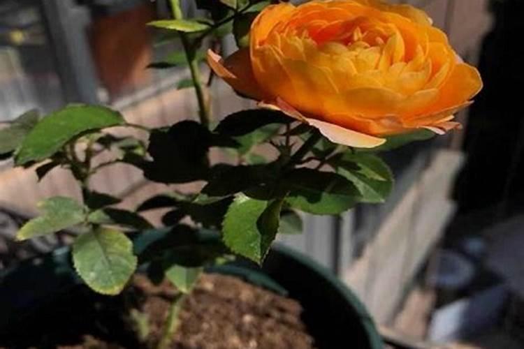 盆栽月季树到了冬季要不要施肥呢