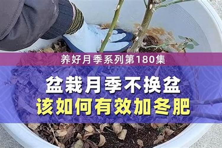 月季冬天怎么浇水