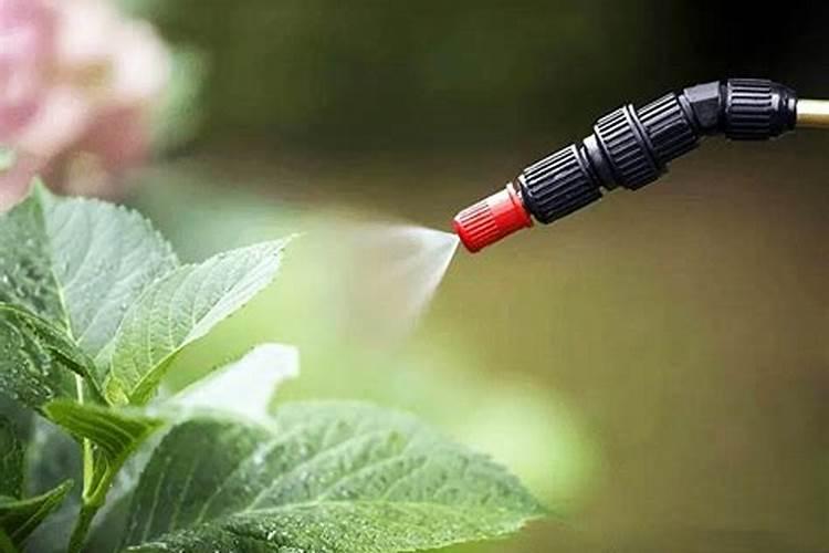 脆皮金桔高产种植方法介绍