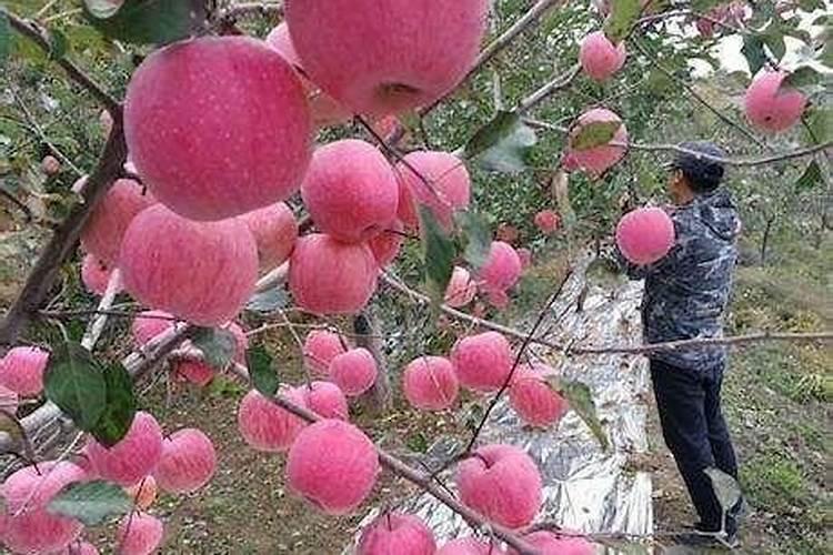 输完果施什么肥使苹果长得最快最好？