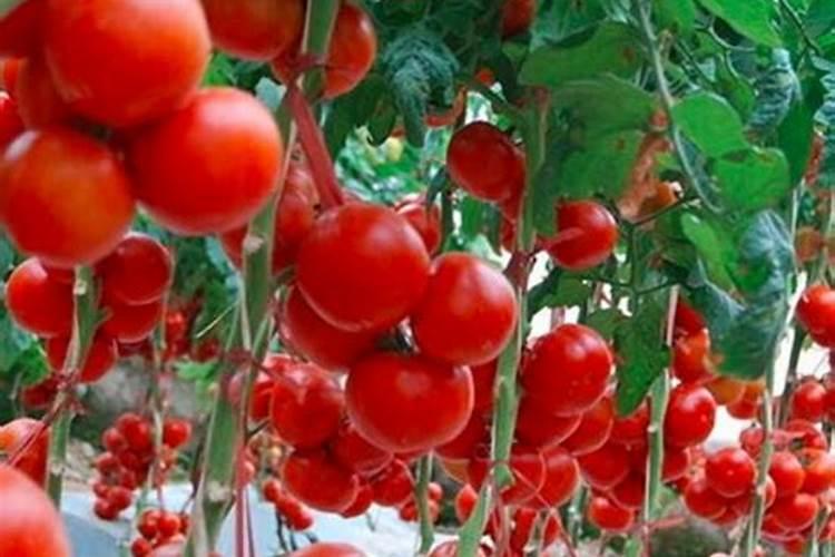 夏季大棚撒菌肥能高温闷棚吗