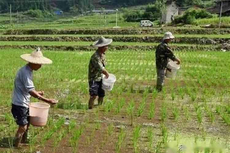 叶面肥与农药的混用顺序要注意哪些
