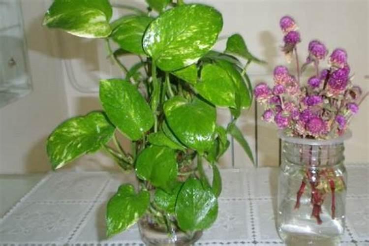 使用控施肥后还需要使用营养液吗 给大家介绍一下