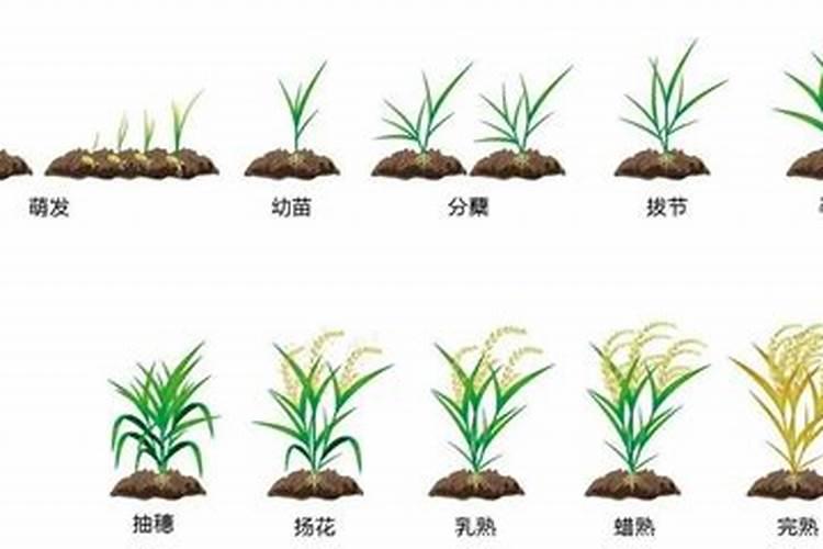 水稻叶面喷肥时间 水稻怎么施肥