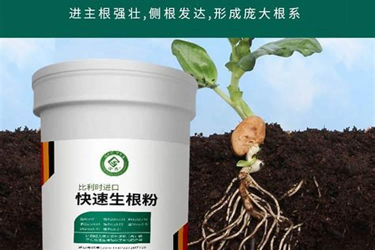 生根肥使用过程中应注意什么
