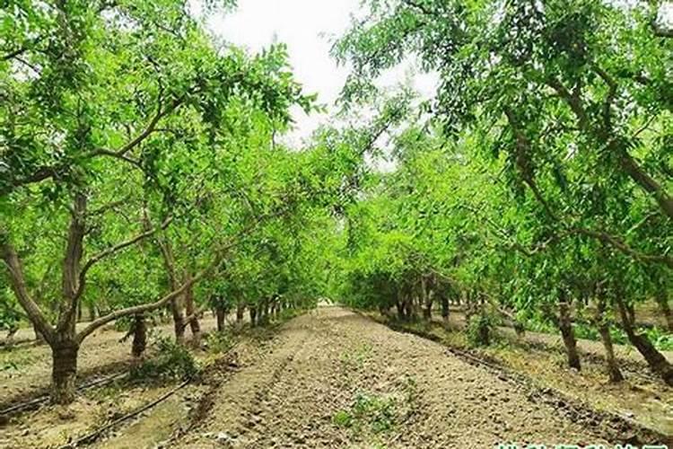 枣树上使用哪些叶面肥料效果比较好？